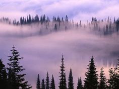 the trees are covered in fog and low lying clouds as they rise into the sky