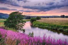 a river running through a lush green field next to a lush purple flower covered hillside