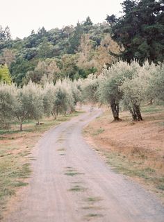 an empty dirt road surrounded by trees and bushes