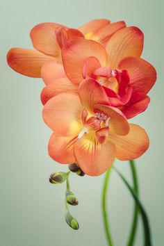 an orange flower with green stems in front of a white wall and light blue background