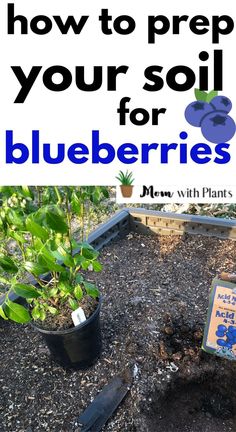 a blueberry plant near a freshly dug hole with fertilizer with text overlay that reads how to prep your soil for blueberries Growing Blueberries Bushes, Planting Blueberry Bushes, Blueberries Growing, Blueberry Tree, Blueberry Gardening, Fruit Trees In Containers, Growing Blueberries, Berry Garden, Blueberry Plant