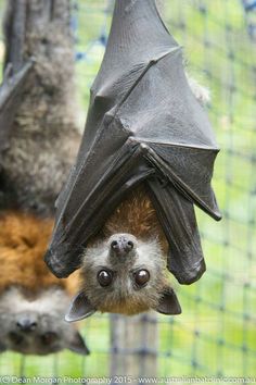 a bat hanging upside down in a cage