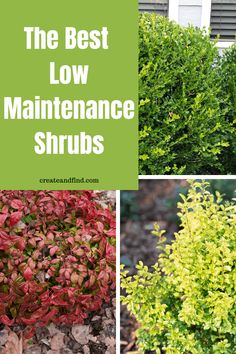 the best low maintenance shrubs for landscaping