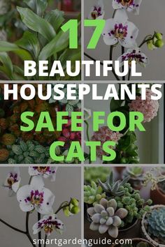 the words 17 beautiful houseplants safe for cats on top of pictures of potted plants