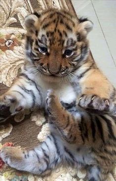 a small tiger cub playing with a remote control