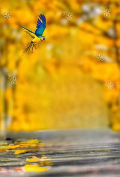 a blue and yellow bird flying in the air with its wings spread out, while it's surrounded by falling leaves