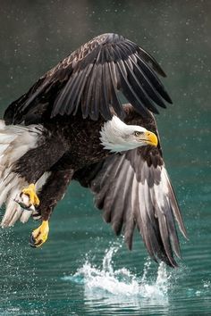 an eagle landing on the water with its wings spread