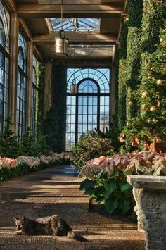 a cat laying on the ground in front of some plants and windows with lots of greenery