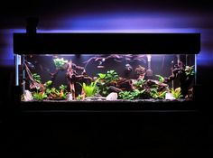 an aquarium filled with lots of plants and rocks in the dark night light, it is lit up