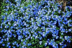 some blue flowers are growing in the grass