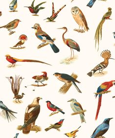 many different kinds of birds on a white background