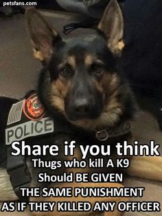 a german shepard dog sitting next to a police officer's boot and caption that reads, share if you think things who kill a k9 should be given the same