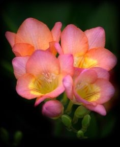 three pink flowers with yellow stamens are in the foreground and green background