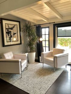 a living room with two white chairs and a potted plant on the floor in front of a window