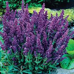 purple flowers are blooming in the garden