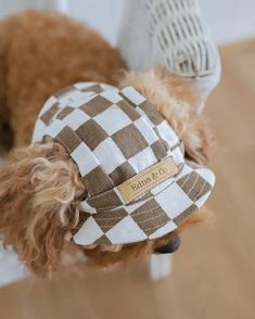 a brown and white dog wearing a hat