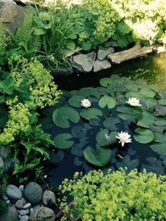 water lilies are blooming in the pond surrounded by rocks and greenery on either side