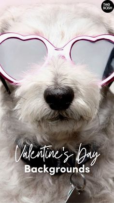 a white dog wearing heart shaped glasses with the words valentine's day backgrounds on it