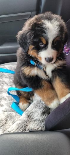 a puppy sitting in the back seat of a car with blue ribbon around its neck