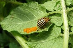 a striped bug sitting on top of a green leaf covered in yellow and black stripes