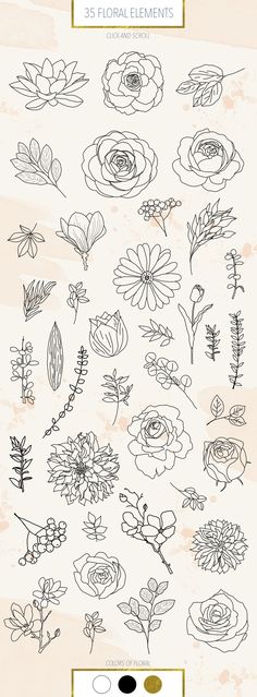 flowers and leaves drawn in ink on paper