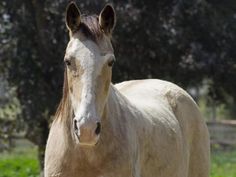 a white horse standing on top of a lush green field