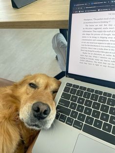 a dog is sitting in front of a laptop with its head resting on the keyboard