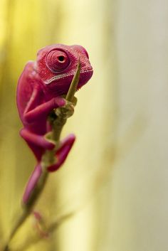 a red chamelon sitting on top of a branch