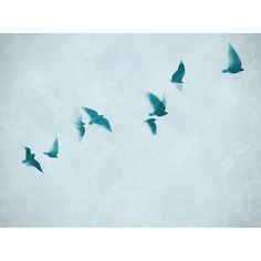 a flock of birds flying in the sky