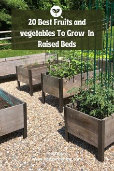 several wooden raised beds with plants growing in them and text overlay reads 20 best fruits and vegetables to grow in raised beds