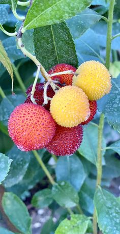 two yellow and red fruits on a tree branch with green leaves in the background,