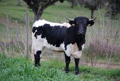 a black and white cow standing in the grass next to a wire fence with trees behind it