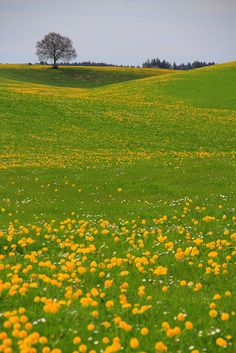 a field full of yellow flowers with a lone tree in the distance