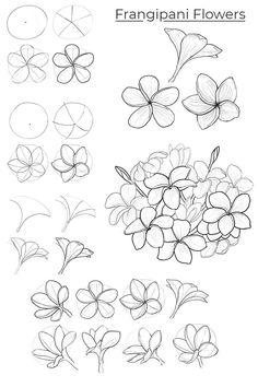 some flowers that are drawn in pencil and ink, with the words franigani flowers on