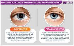 sympathetic and parasympathetic nervous system - Google Search Medical Piercings, Brain Nervous System, Human Nervous System, Cells Project, Spinal Nerve