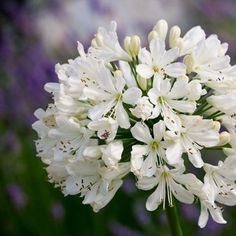 white flowers are blooming in the garden