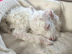 a small white dog sleeping on top of a blanket