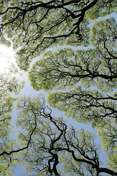 looking up at the tops of several trees