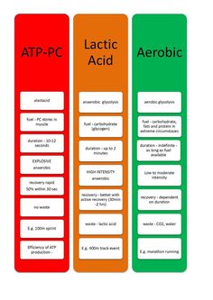 Energy Systems Exercise, Atp Biology, Energy Chart, Metabolic Pathways, Exercise Physiologist, Heart Rate Training, Krebs Cycle