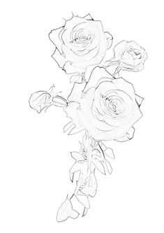 a drawing of three roses on a white background