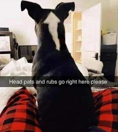 a black and white dog sitting on top of a bed next to a red blanket