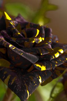 a black and yellow flower with green leaves