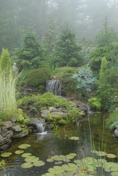 a small pond surrounded by water lilies and greenery in the foggy forest