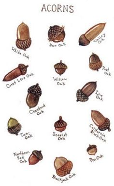 the different types of acorns are shown in this poster