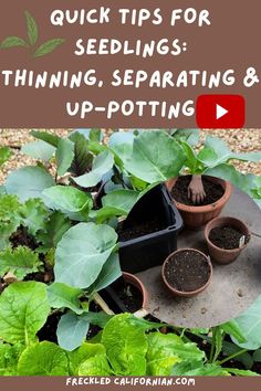 several potted plants with the words quick tips for seedlings thinning, separating and up - potting