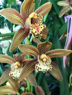 three brown and white orchids with green leaves in the backgrounnd area