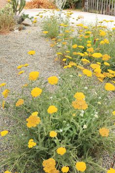 some yellow flowers are growing in the gravel