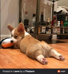 a dog laying on the floor with a toy in its mouth and bottles behind it