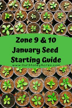 seed starting guide for zone 9 and 10 with text overlay reading zone 9 & 10 january seed starting guide