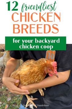 a person holding a chicken in their hands with the title 12 frieffest chicken breeds for your backyard chicken coop